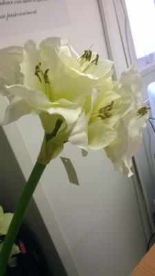 Amaryllis vert (grand format)