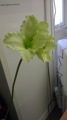 Amaryllis vert (petit format)