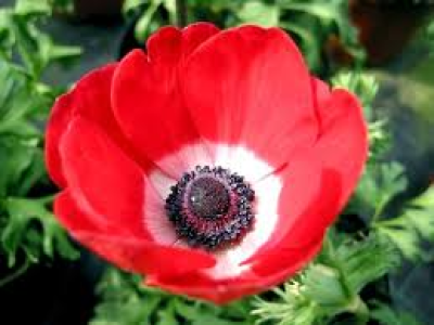 Anémone rouge