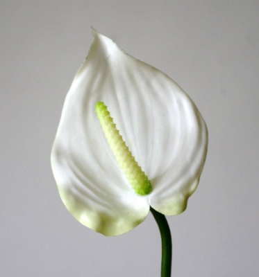 Anthurium Blanc