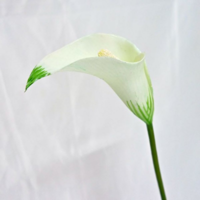 Arum blanche