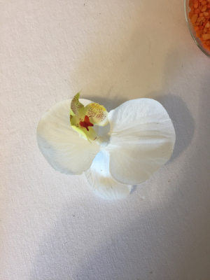 Bouton Orchidée blanche