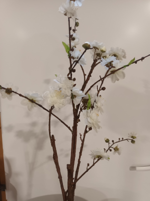 Branche de cerisier fleurie blanc