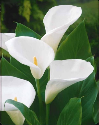 Calla blanche feuille cartoné