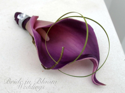 Calla violette