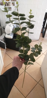 Eucalyptus en branche