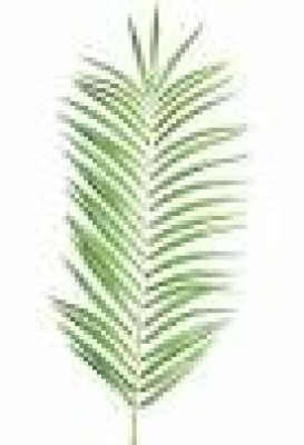 Feuille de palmier