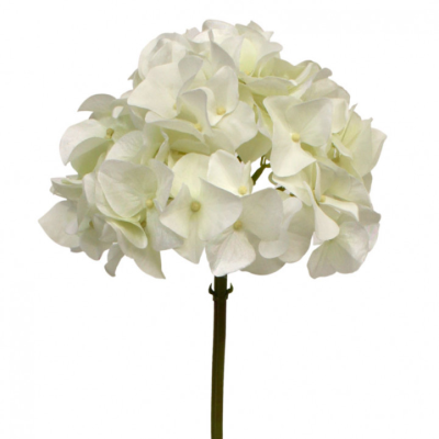 Hortensia blanc