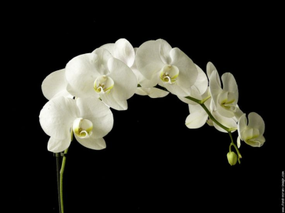 Orchidée blanche