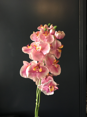 Orchidée rose pâle