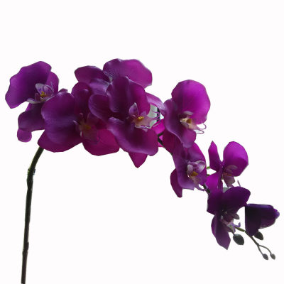 Orchidée violette