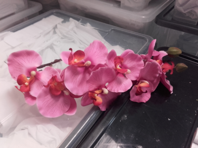 Orchidée rose Fushia