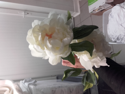Pivoine blanche
