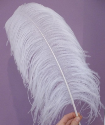 Plume autruche blanche 40cm