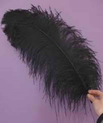 Plume d'autruche noir 30cm à 45 cm