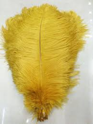 Plume autruche or 30cm