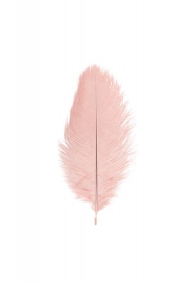 Plume d'autruche Rose pale