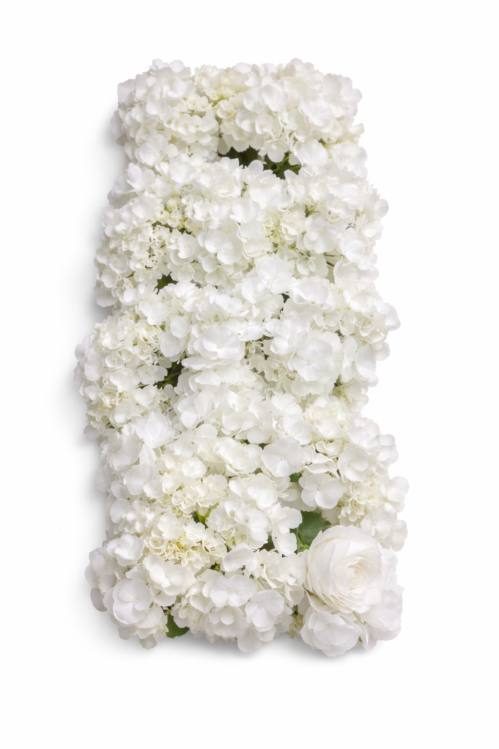 Barre de fleur rose hortensia blanche