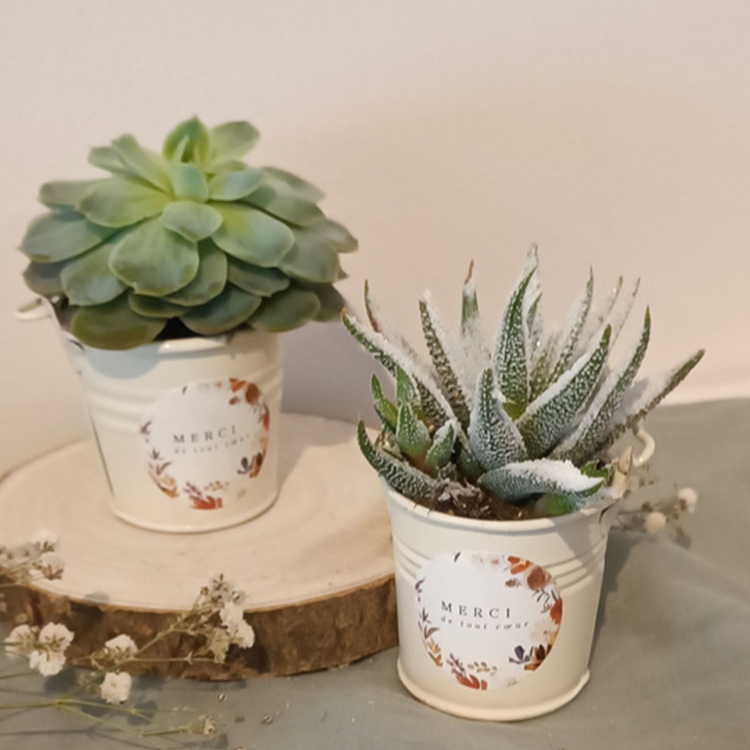 plante grasse - cadeau invité