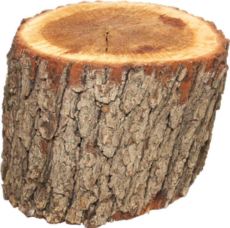 Buche de bois petite