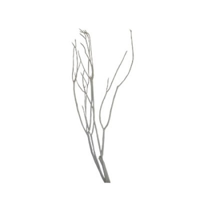 Branche blanche